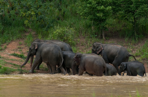 les éléphants sauvages apprécient l&#39;eau