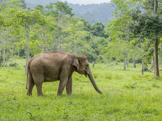 Les éléphants sauvages d'Asie ont l'air très heureux avec la nourriture pendant la saison des pluies