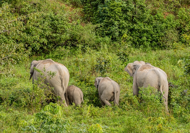 Les éléphants Sauvages D'asie Ont L'air Très Heureux Avec La Nourriture Pendant La Saison Des Pluies