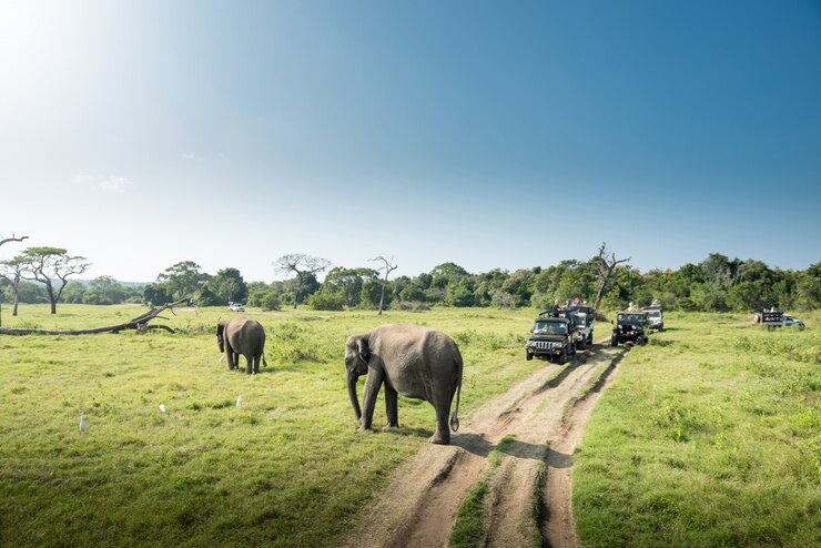 Photo éléphants sauvages dans un magnifique paysage au sri lanka