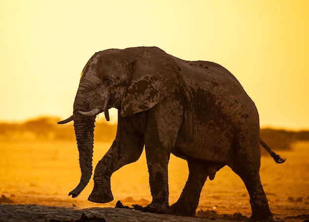 Des éléphants sur le terrain