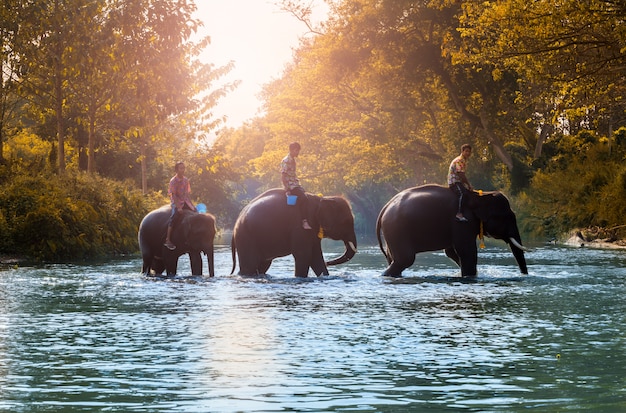 Les éléphants thaïlandais marchent pour se doucher