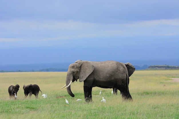 Des éléphants et un veau avec des oiseaux sur le champ contre le ciel