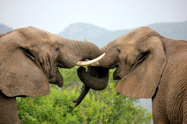 Les éléphants verrouillent leur tronc dans un geste d'amour