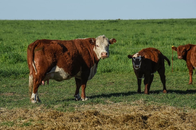 Photo Élevage de bétail avec pâturages naturels dans la campagne de la pampa province de la pampapatagonie argentine