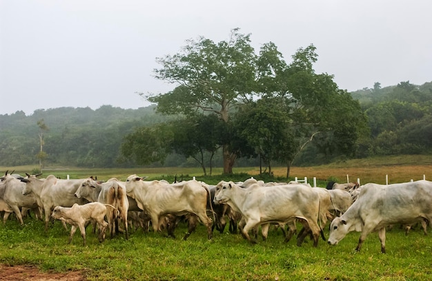 L'élevage de bovins Nelore à Bananeiras Paraiba Brésil