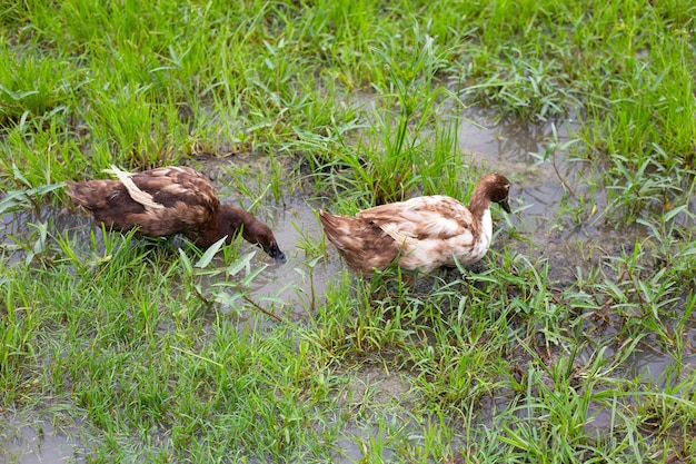 Elevage de canards fermiers Canard bio naturel