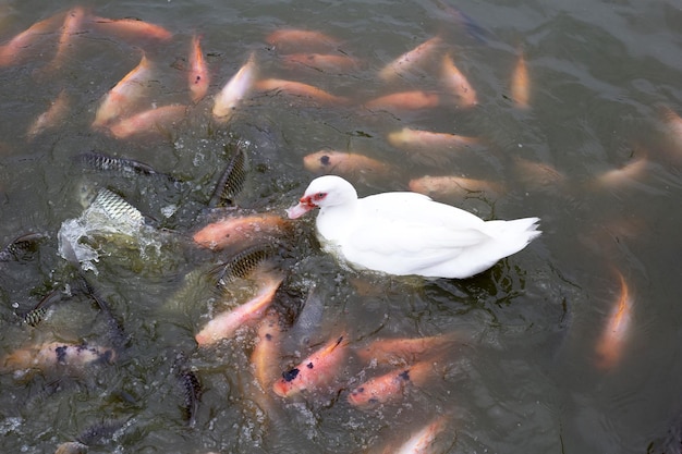 Elevage de canards fermiers Canard bio naturel