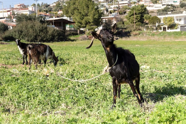 L'élevage La chèvre sans cornes sur un alpage libre