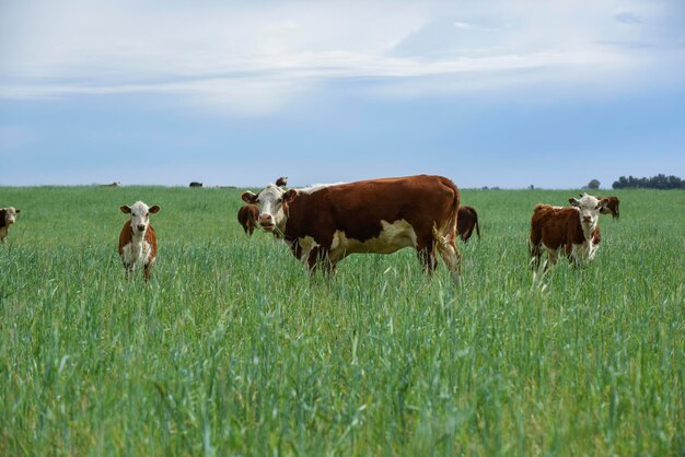 L'élevage du bétail avec des pâturages naturels dans la campagne de la Pampa La Pampa ProvincePatagonia Argentine