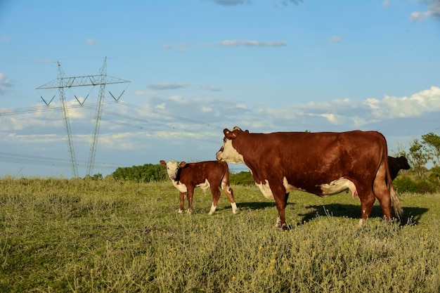 L'élevage du bétail avec des pâturages naturels dans la campagne de la Pampa La Pampa ProvincePatagonia Argentine