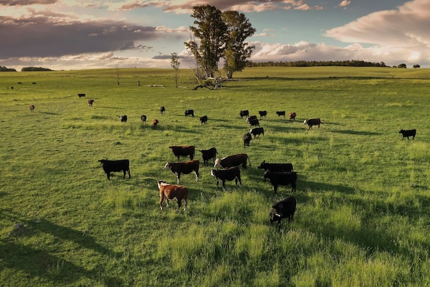 L'élevage du bétail avec des pâturages naturels dans la campagne de la Pampa La Pampa ProvincePatagonia Argentine