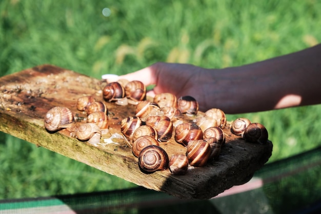 Elevage d'escargots pour obtenir de la mucine Produit cosmétique à base de mucine d'escargot Rajeunissement Thérapie par les escargots Ferme d'escargots écologique