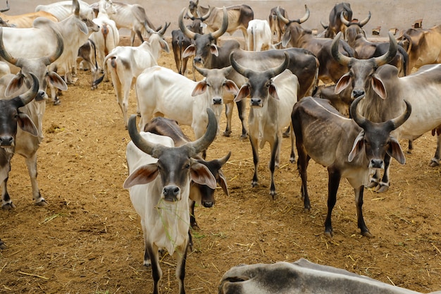 élevage laitier indien, bétail indien
