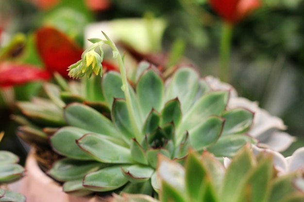 L'élevage de plantes domestiques un phénomène rare en fleurs echeveria