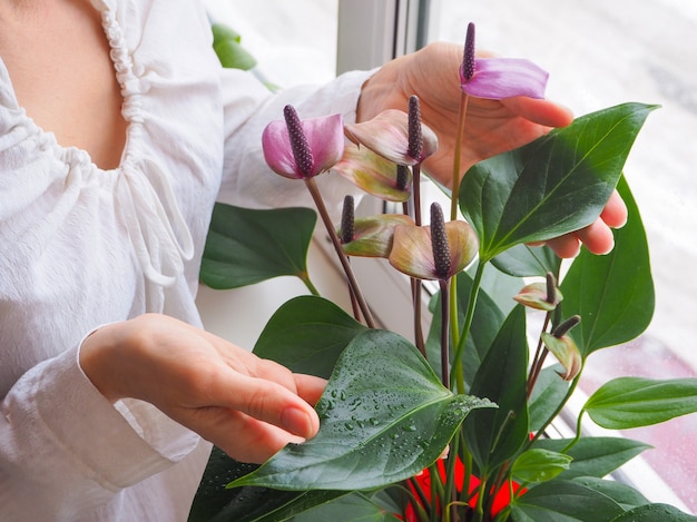 L'élevage de plantes d'intérieur. Le jardinier conserve la fleur d'anthurium.