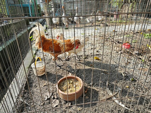 Photo Élevage de poulets d'espèces australiennes en cage