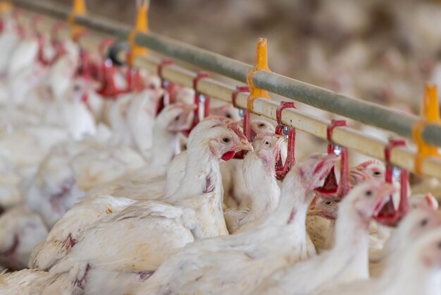 Un élevage de poulets est alimenté par un groupe de poulets.