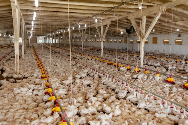 Un élevage de poulets avec un panneau jaune qui dit "poulet" dessus