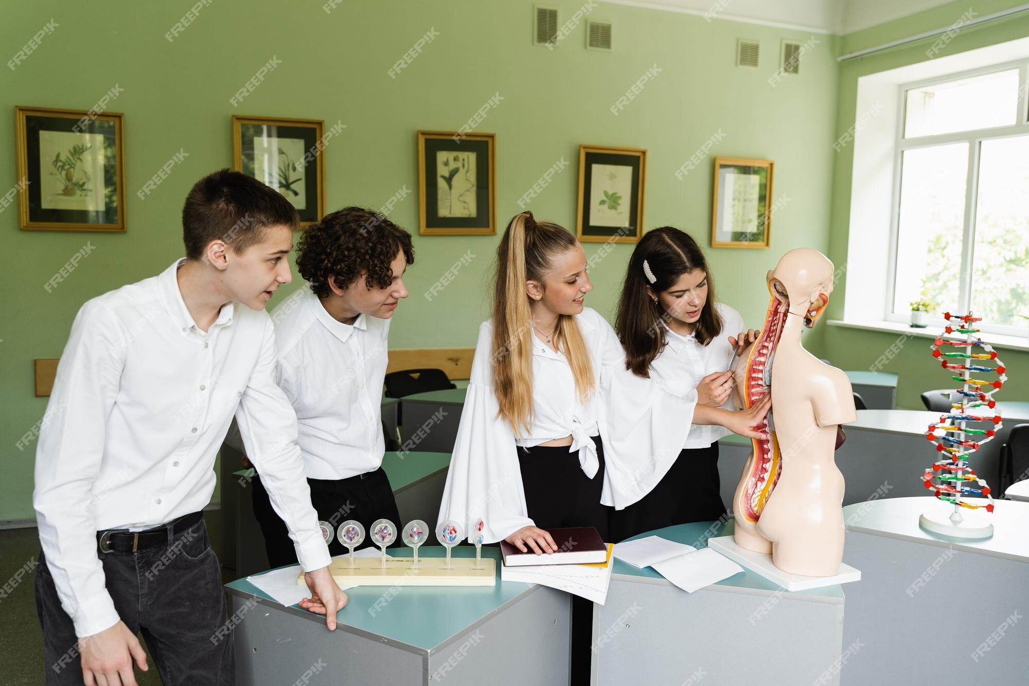 Modèle anatomique et mannequin pour enseignement