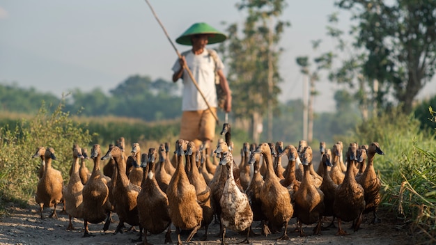 Photo Éleveur de canards