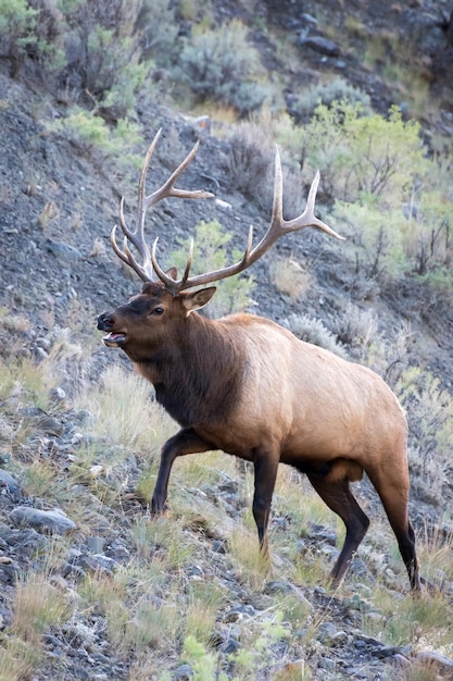 Elk ou Wapiti Cervus canadensis marchant dans la garrigue à Yellowstone