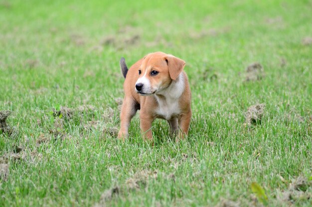 Elle est mignonne, Amstaff Pyppy.