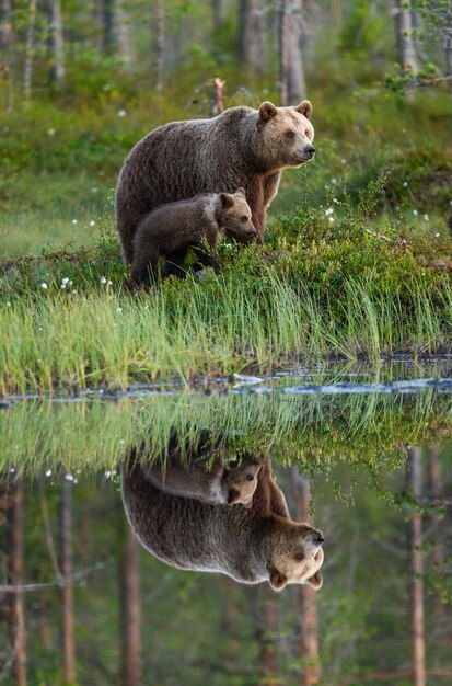 Elle-ours avec un ourson marche le long du bord d'un lac forestier avec un reflet étonnant