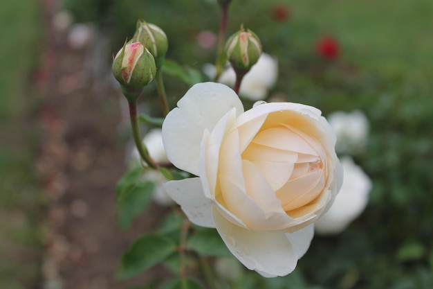 Ellow rose dans le jardin avec bokeh Gorgeus rose macro Grande rose orange Belle rose jaune sur le buisson