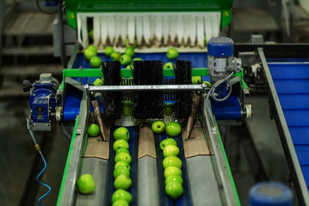 Emballage et tri sécurisés des pommes dans une usine biologique