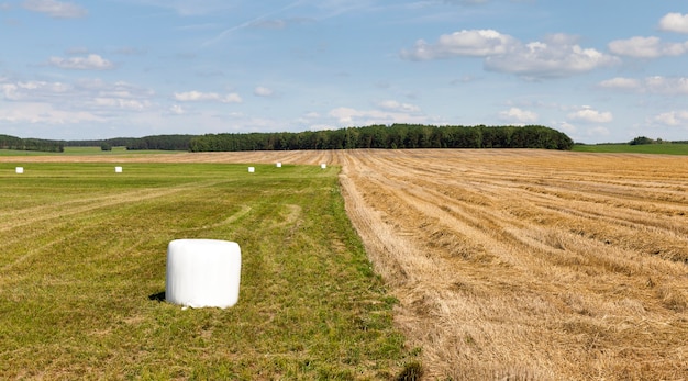 Emballé dans des rouleaux de cellophane blanc récolté du foin sec pour nourrir les animaux de la ferme en hiver, paysage