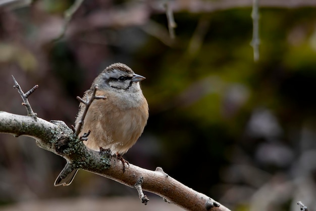 Emberiza cia le bruant des montagnes est une espèce de passereau de la famille des scribes