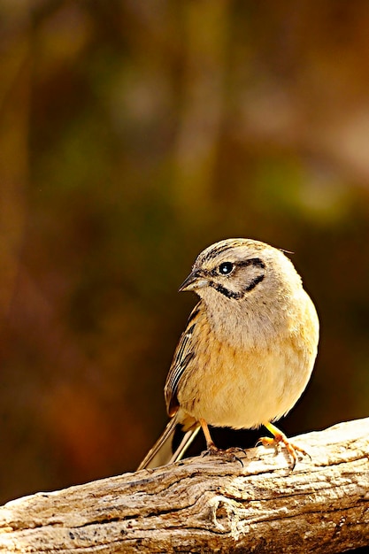 Emberiza cia le bruant des montagnes est une espèce de passereau de la famille des scribes