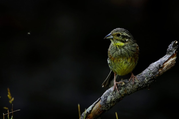 Emberiza cirlus el escribano soteno o es un ave passeriforme de la familia emberizidae