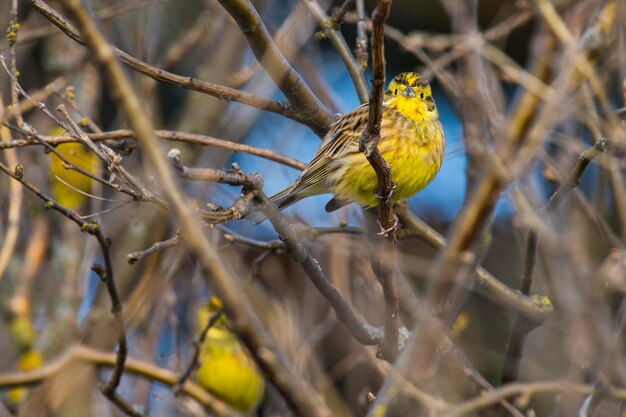 Emberiza citrinella oiseau jaune assis sur un arbre