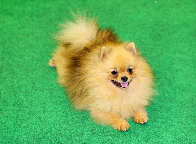 emplacement de chien de Pomeranian