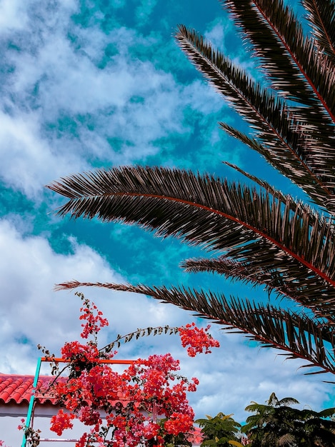 Emplacement tropical. Concept de voyage d'été. Les îles Canaries