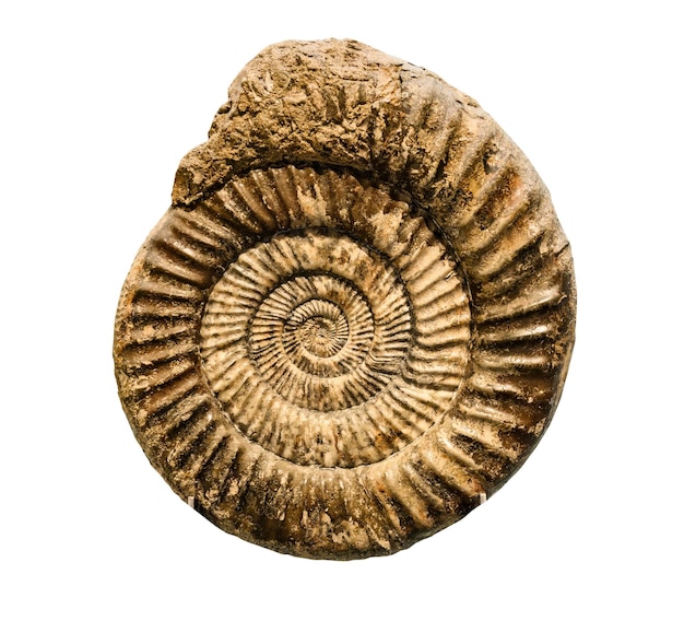 Empreinte fossile de mollusque d'animaux marins
