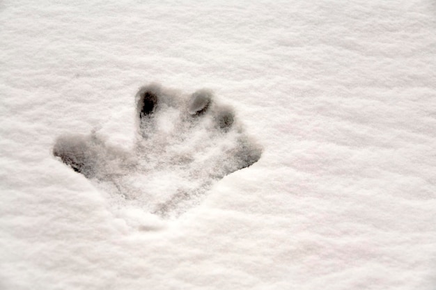 Empreinte de mains humaines dans la neige