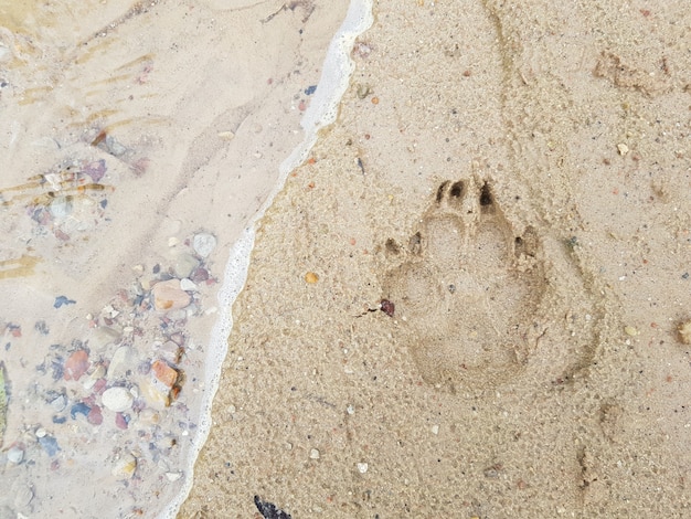 L'empreinte d'une patte de chien sur le sable côtier en gros plan