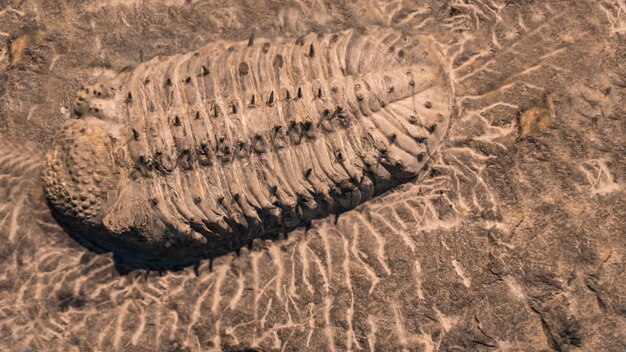 Photo l'empreinte des trilobites dans une pierre. trilobite vieux de 500 millions d'années. les trilobites, qui signifient trois lobes, sont un groupe fossile d'arthropodes arachnomorphes marins éteints qui forment la classe trilobita.