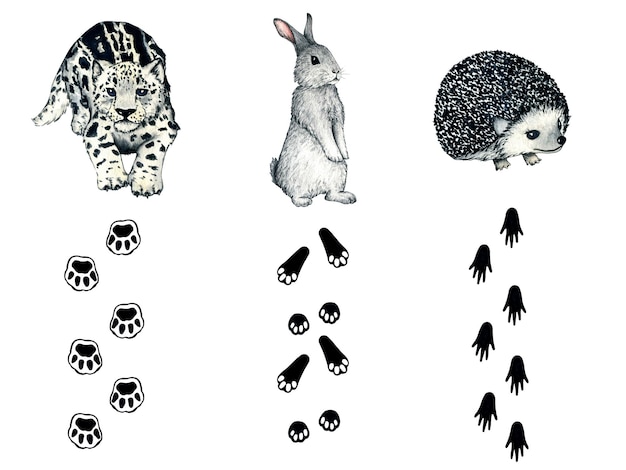 empreintes d'animaux léopard des neiges chaton irbis renard hérisson lièvre lapin hibou forêt illustration de la nature peinte à la main pour les enfants conception