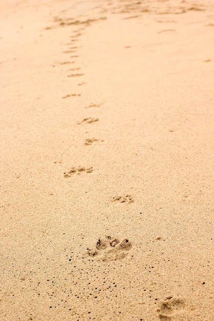 Empreintes de chien sur le sable