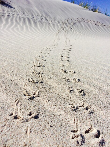 Photo des empreintes dans le sable de la plage.