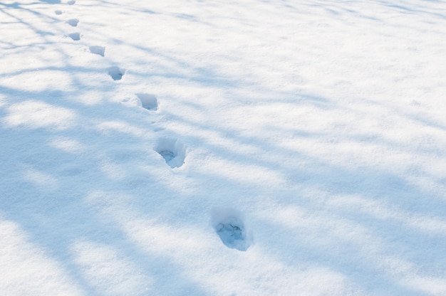 Empreintes humaines dans la neige. Noël