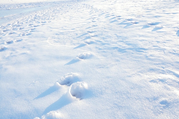 Empreintes sur une neige