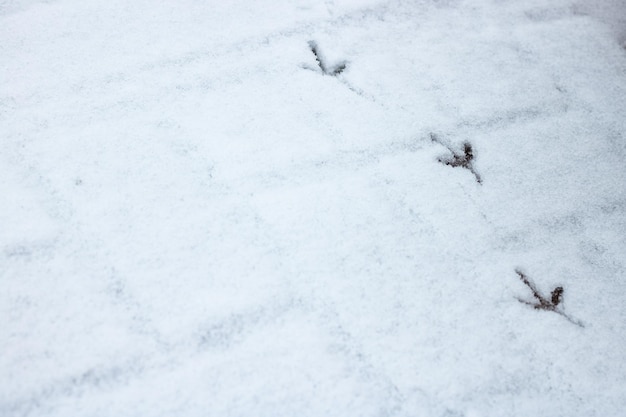 Empreintes d'oiseaux dans la neige blanche se bouchent
