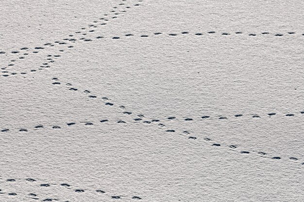 Empreintes d'oiseaux et traces d'oiseaux sur la neige blanche, gros plan. Fond d'hiver.