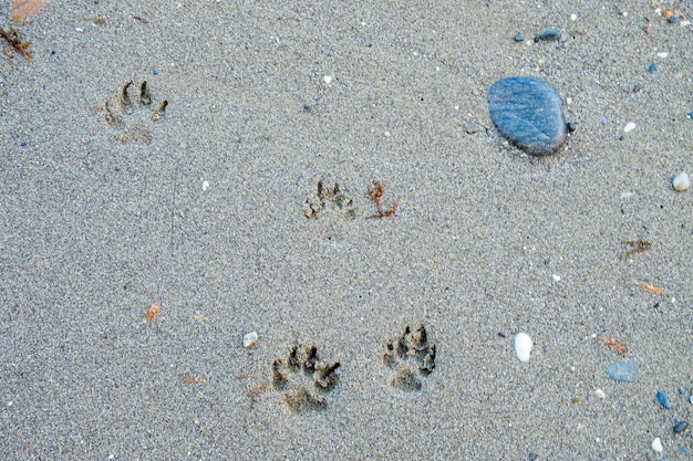 Empreintes de pas d'animaux dans le sable sur la plage