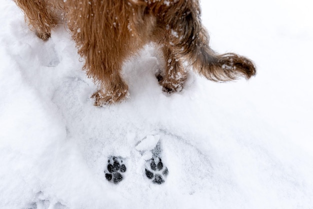 Empreintes de pas d'un chien sur le fond de neige Photo de haute qualité